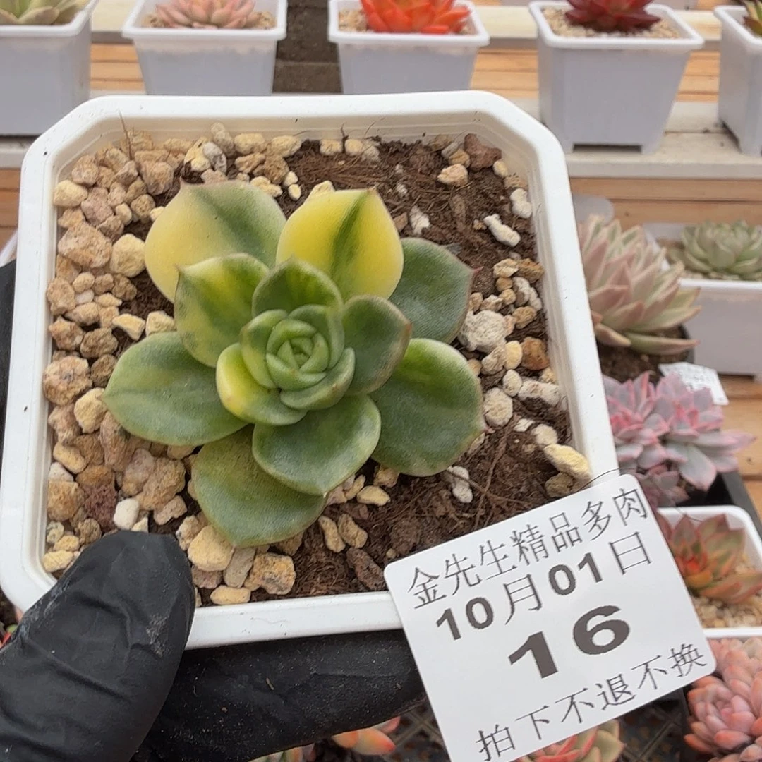 1001-16冰橙锦单头