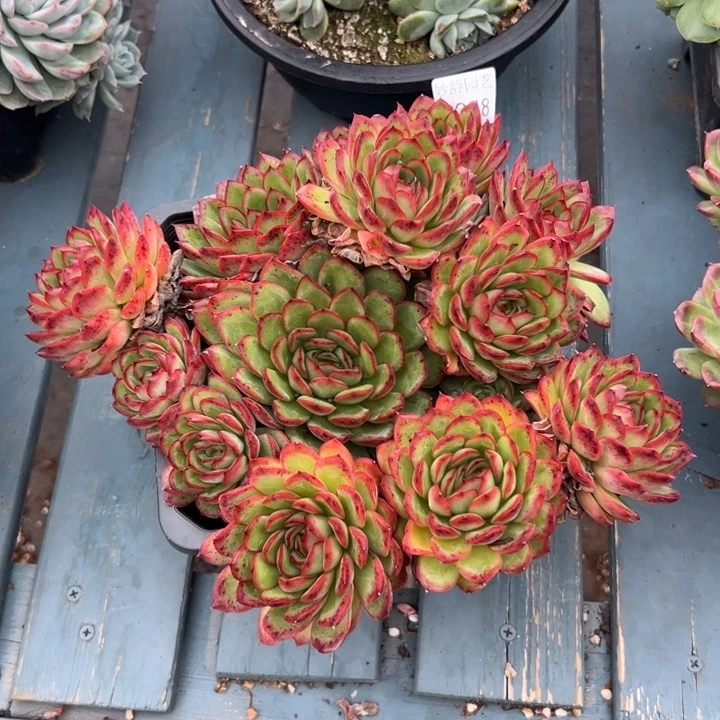 潇***肉8258杂交多肉植物基地