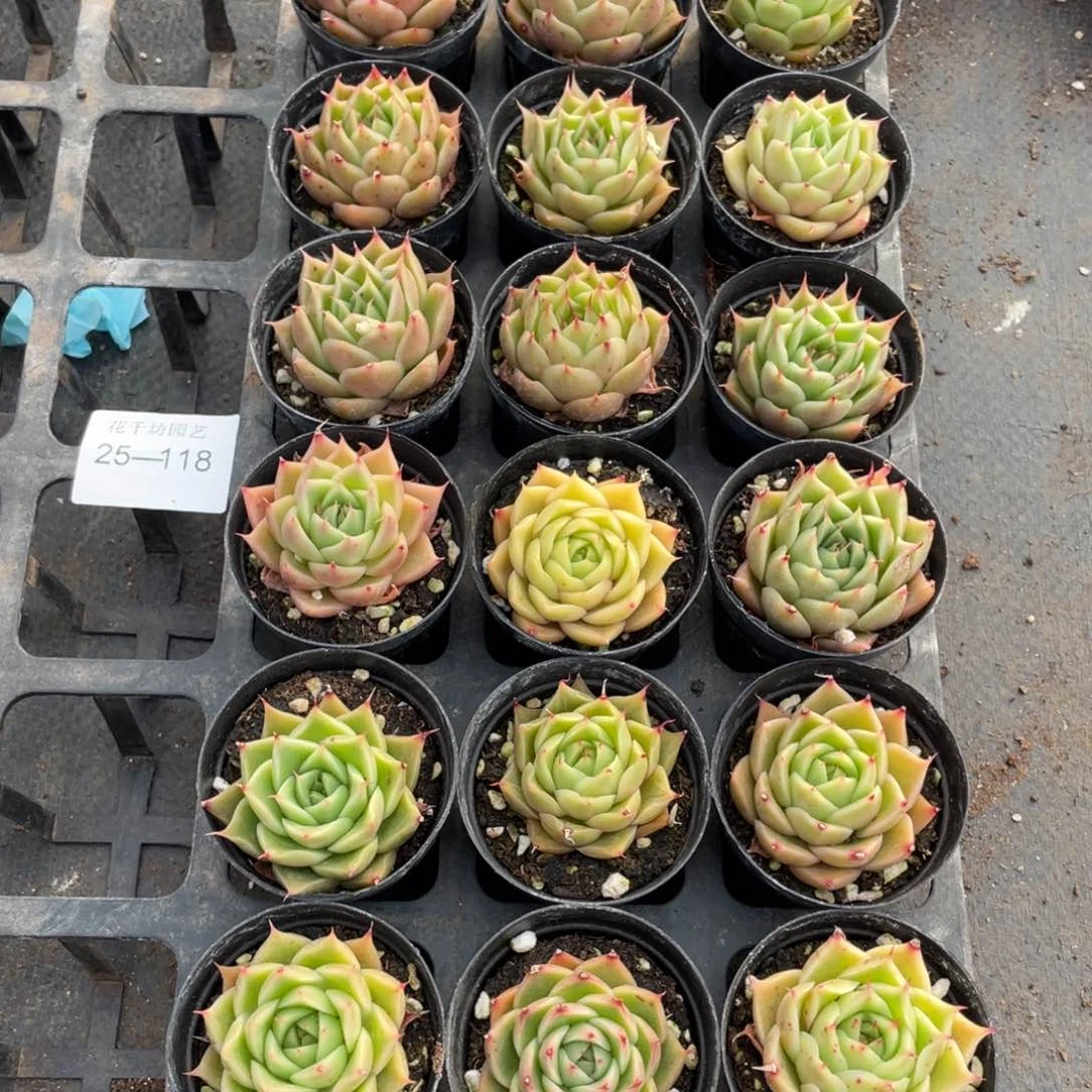 小****白一物一拍18颗25-118