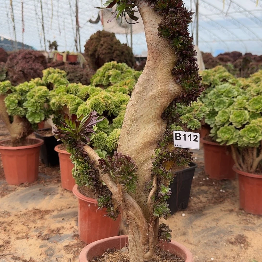 112黑法师有多处伤一颗48高度