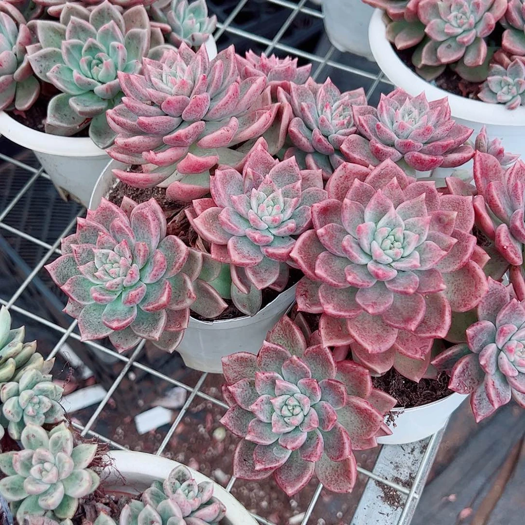 油漆桶多头群生老桩