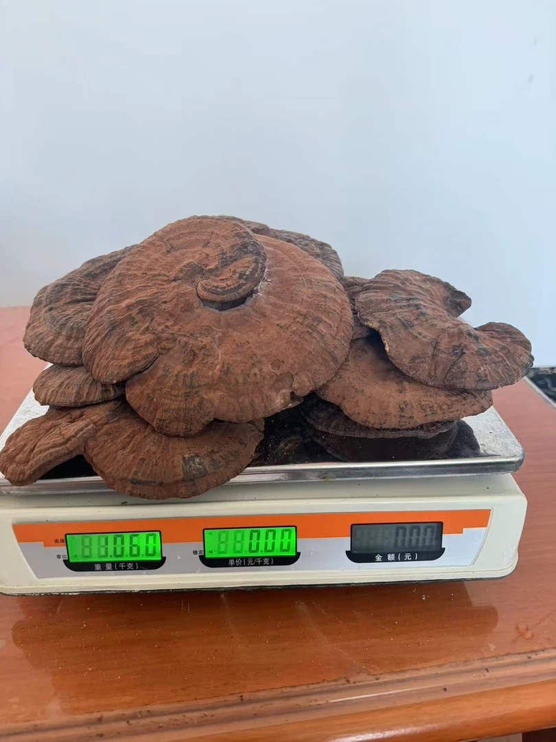 散货-广西高海拔枫树椴木防野生种植整朵紫灵芝干货可泡水泡9泡茶