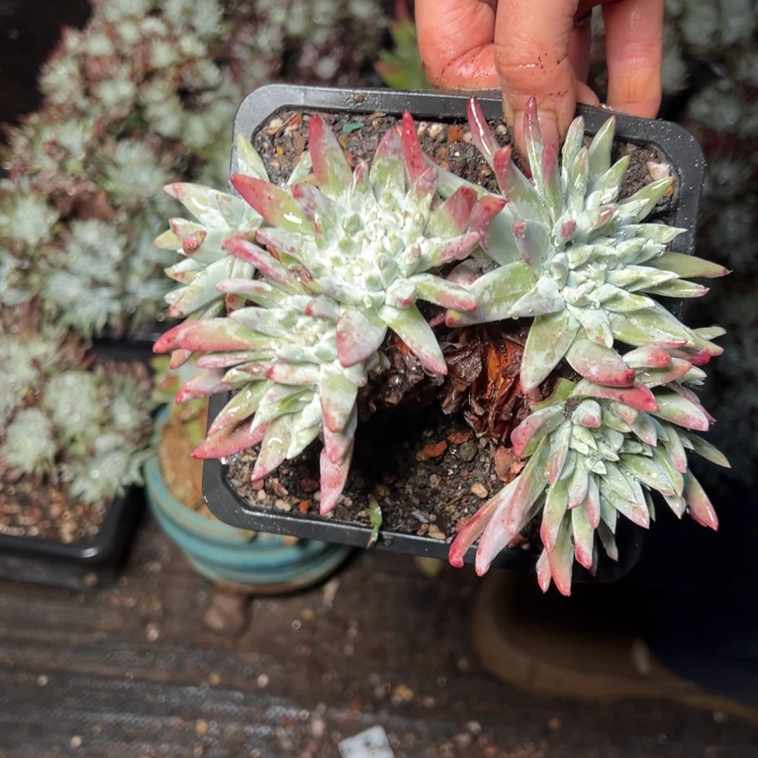 492哈哈哈哈哈哈哈哈