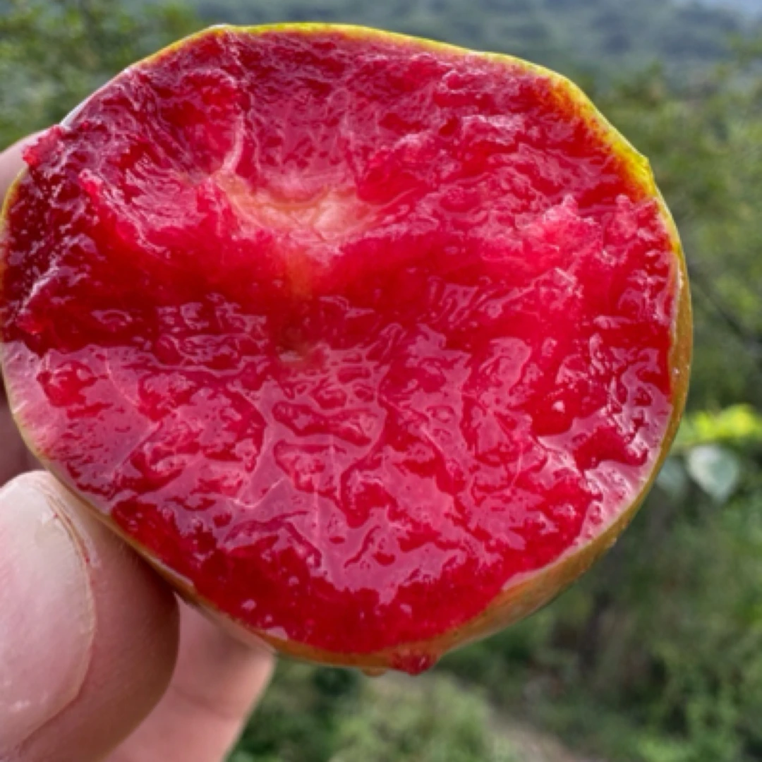 燕山山脉恐龙蛋李子水果！味帝，销量之王！河北省
