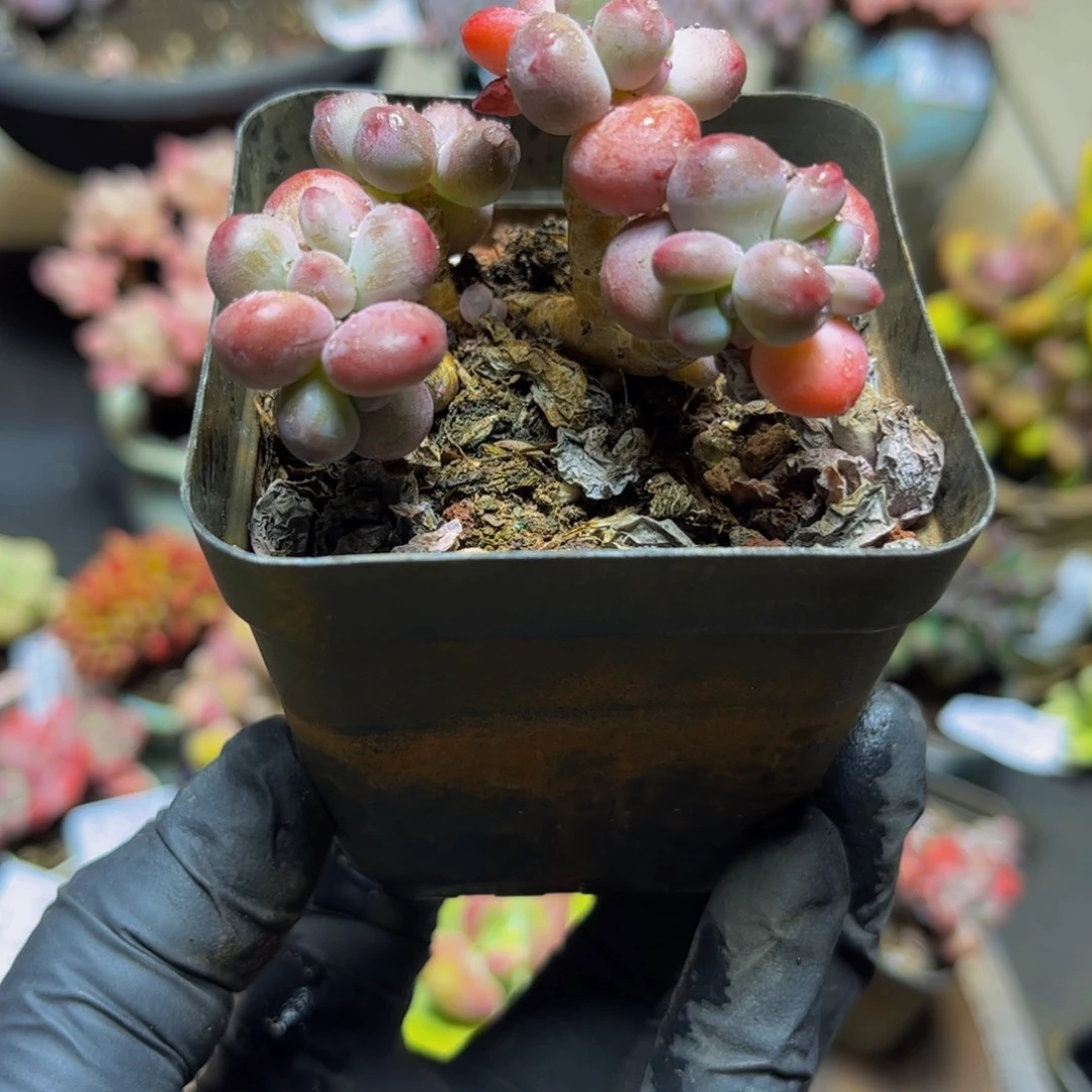 391一代苹果奶6厘米多肉