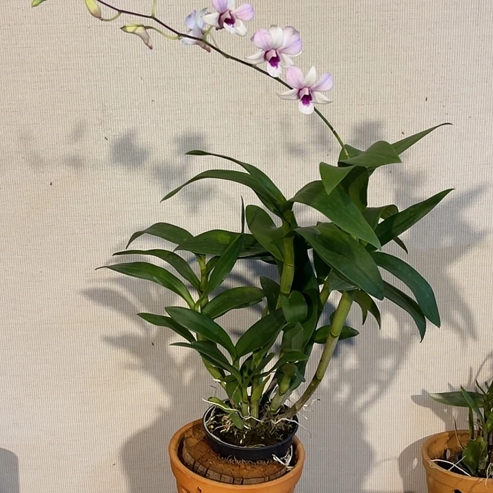 当前无花朵，栽培后可花朵楚楚猪881月光美人