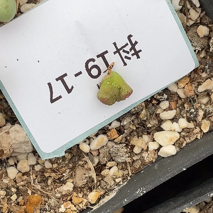 阳***宝19-17肉锥多肉植物