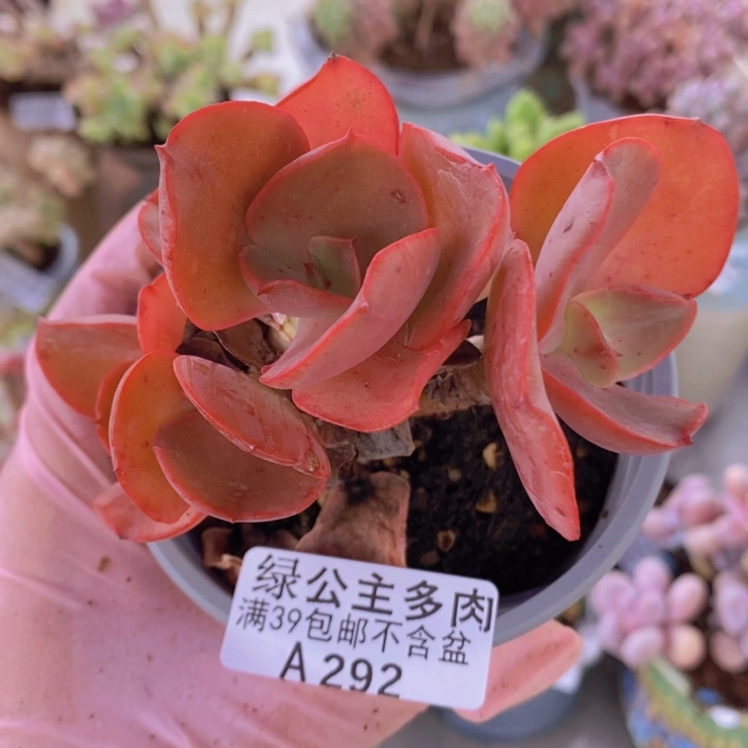 秀妍老桩292多肉植物