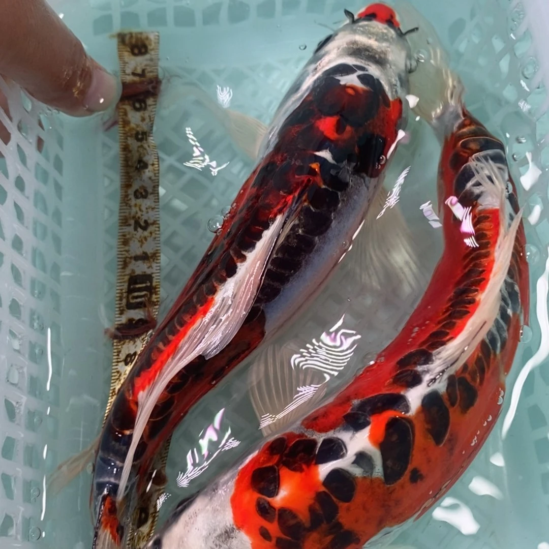 锦鲤冷水锦鲤包邮