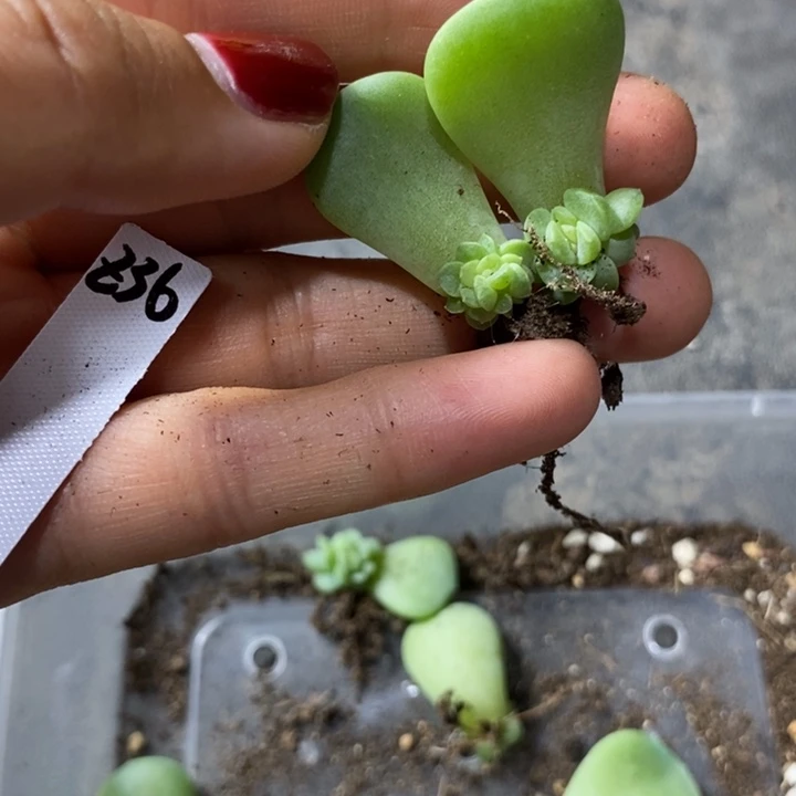 珍妮z36芽苗一个多肉