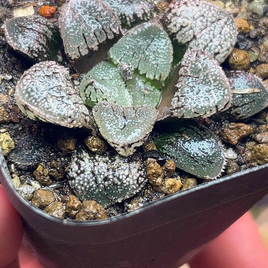 摩多变异十二卷多肉植物