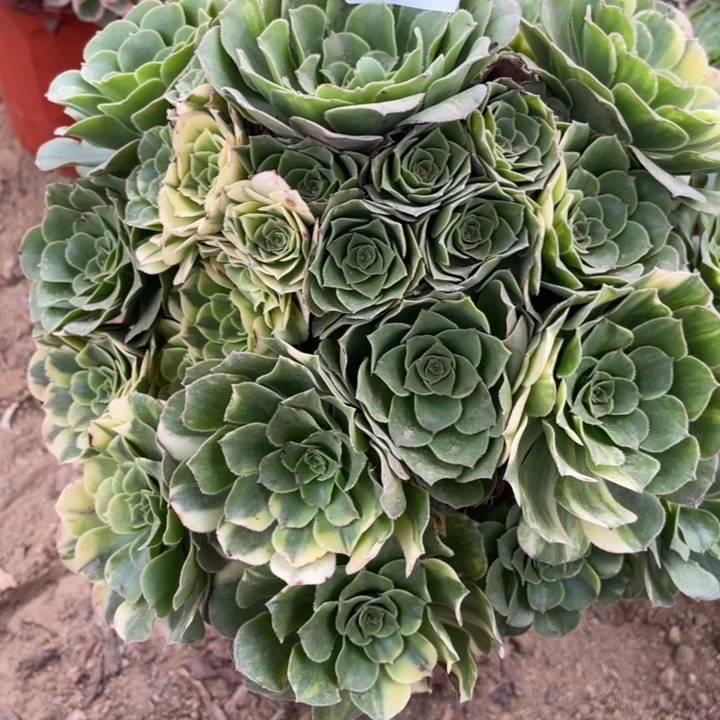 印****无花朵104对肉植物七彩琉璃