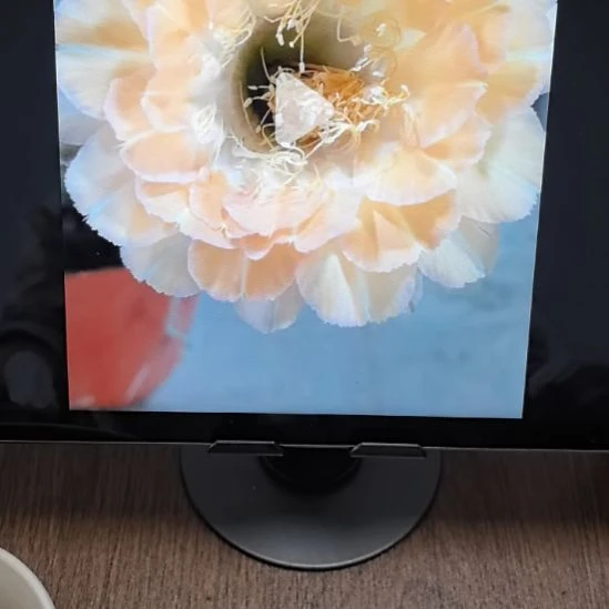 香香2522侧芽3公分左右