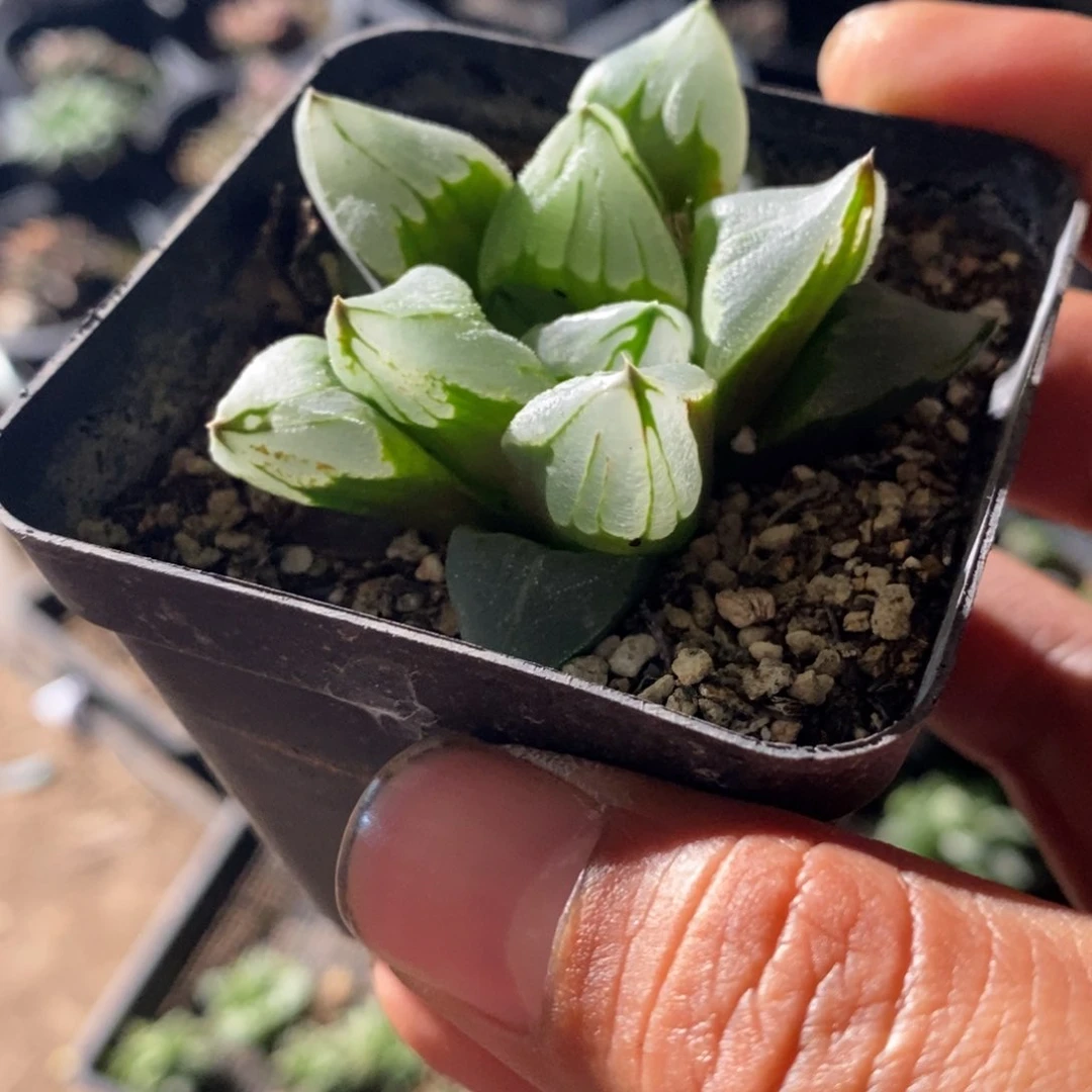 冰城3颗一组。  整点福利