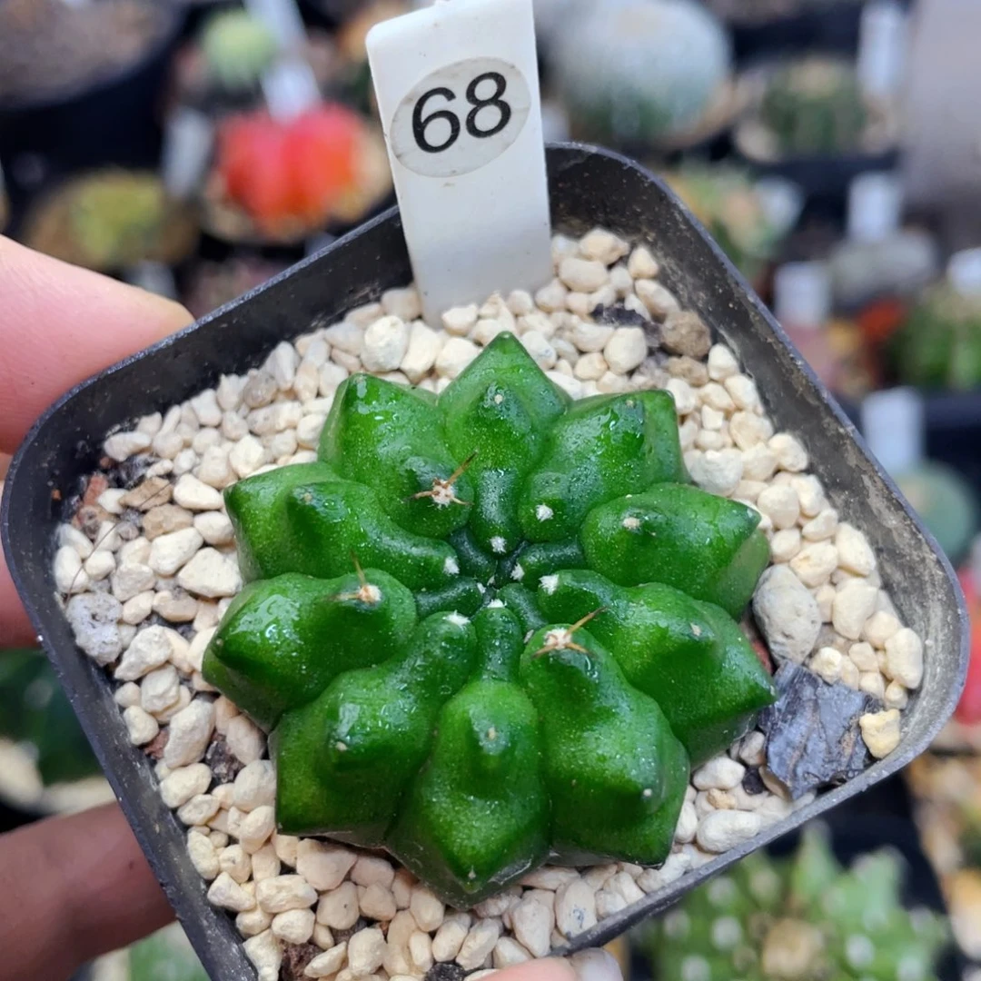 貘盆5公分满25包邮裸根发货