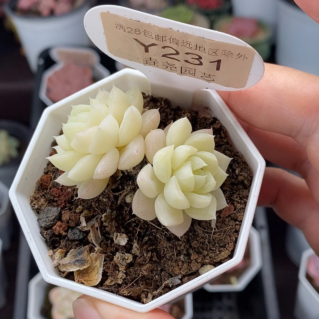0231。白天鹅 5cm