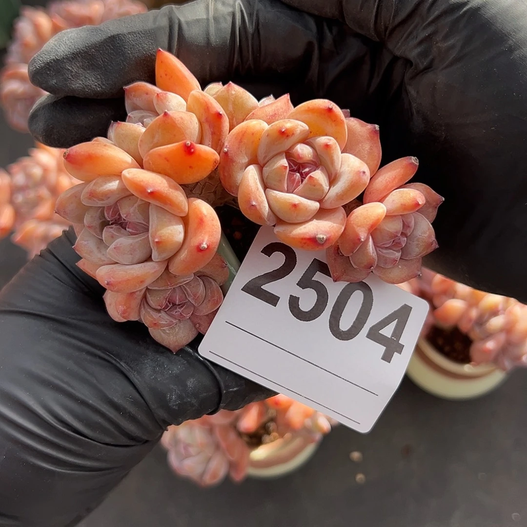 星***糖2504，七头星影带盆发的时候