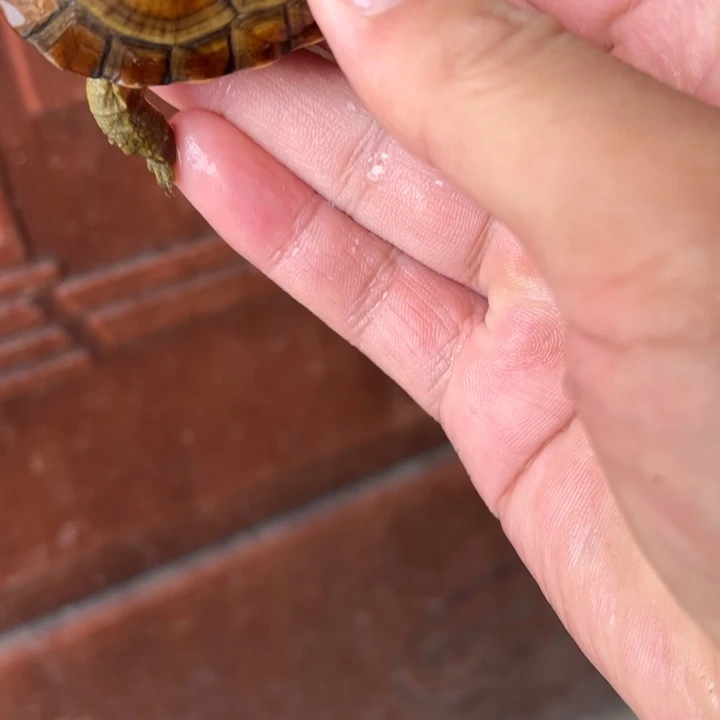 母绿毛龟小青龟龟18号