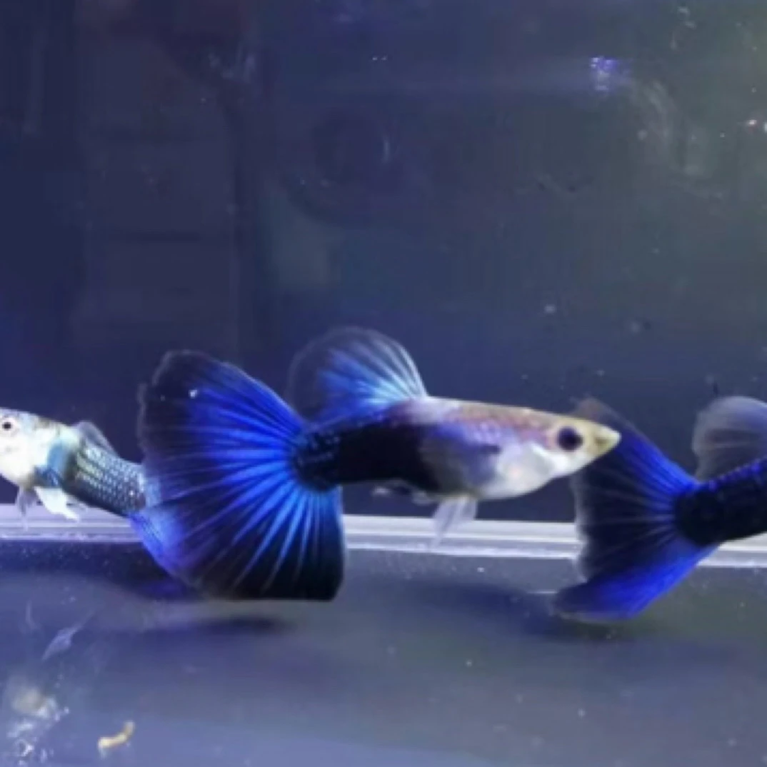 蓝礼服孔雀鱼2.5-3cm（入缸不包损隔天不包损）