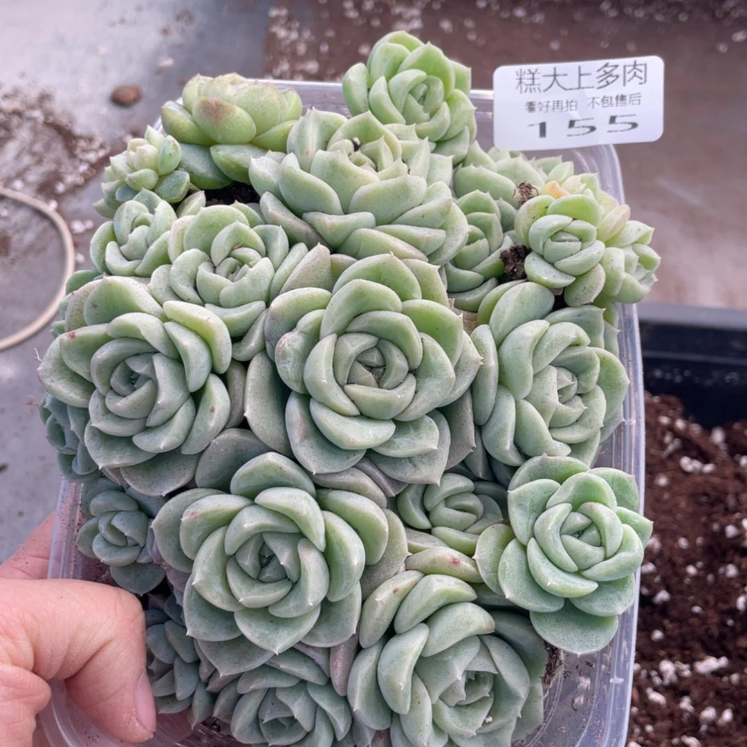糕大上多肉植物155