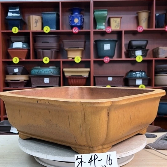 红陶葵****)紫砂花盆里放的东西