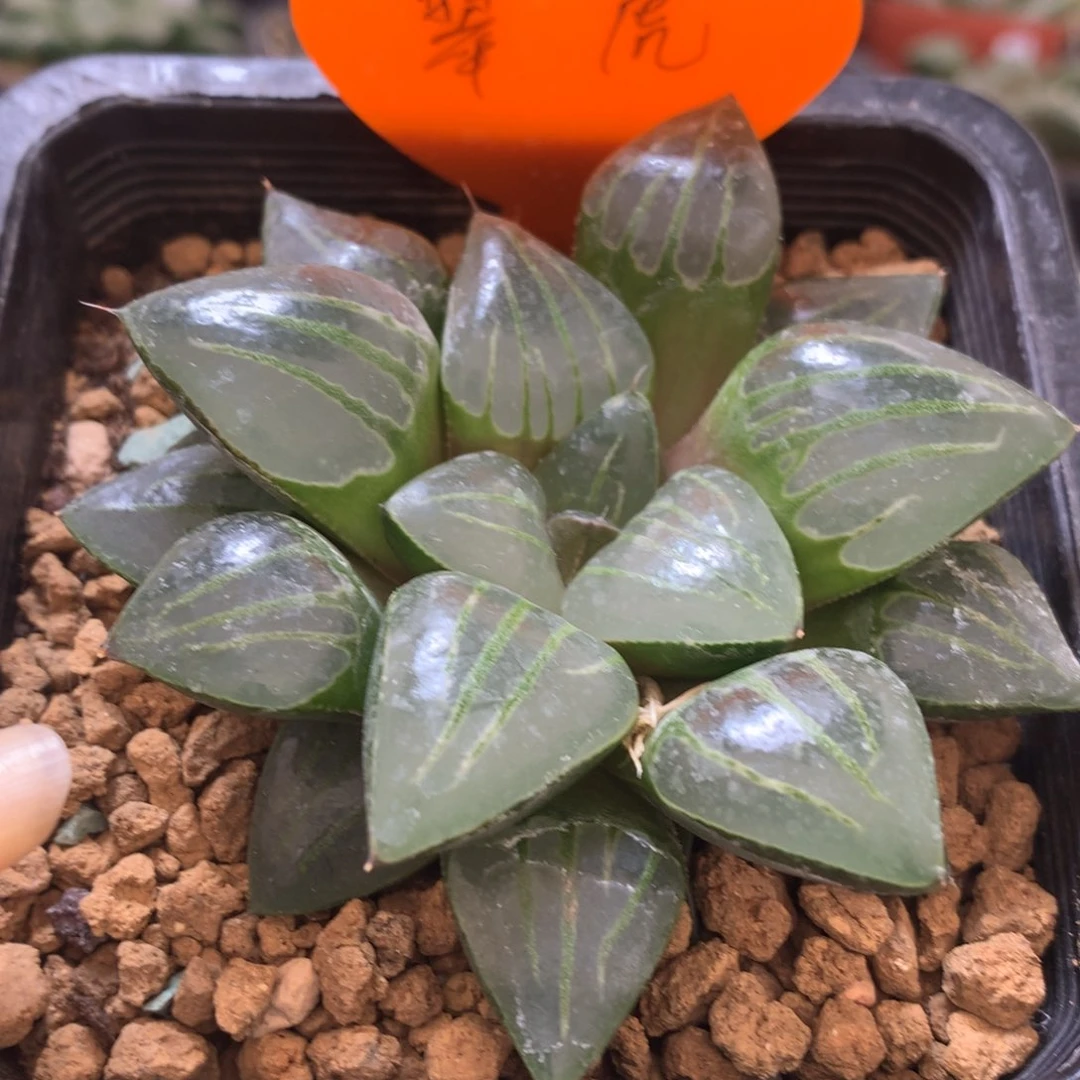 卷*、实生寿，带盆发货