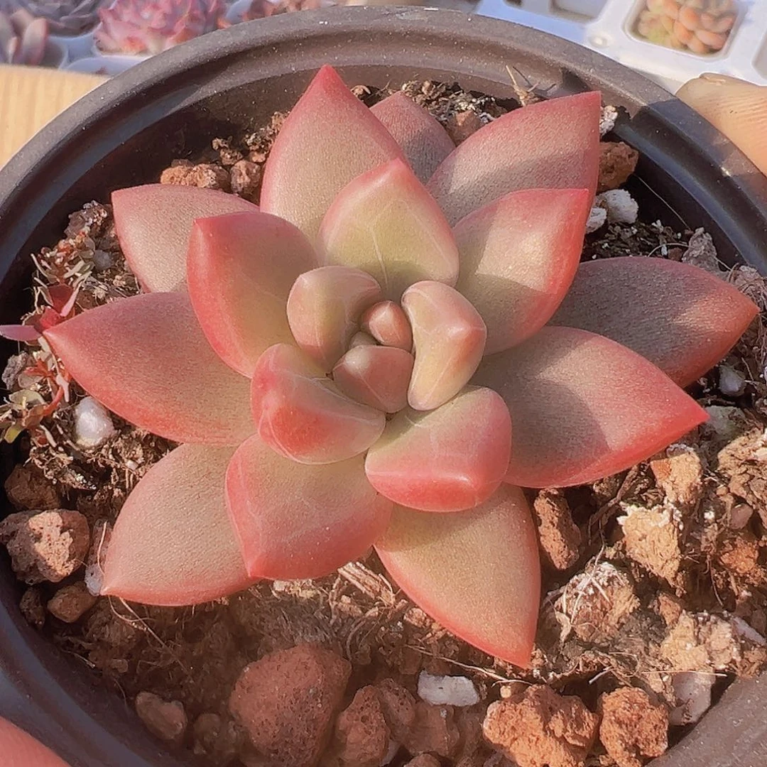 单头迷雾泡泡19包邮