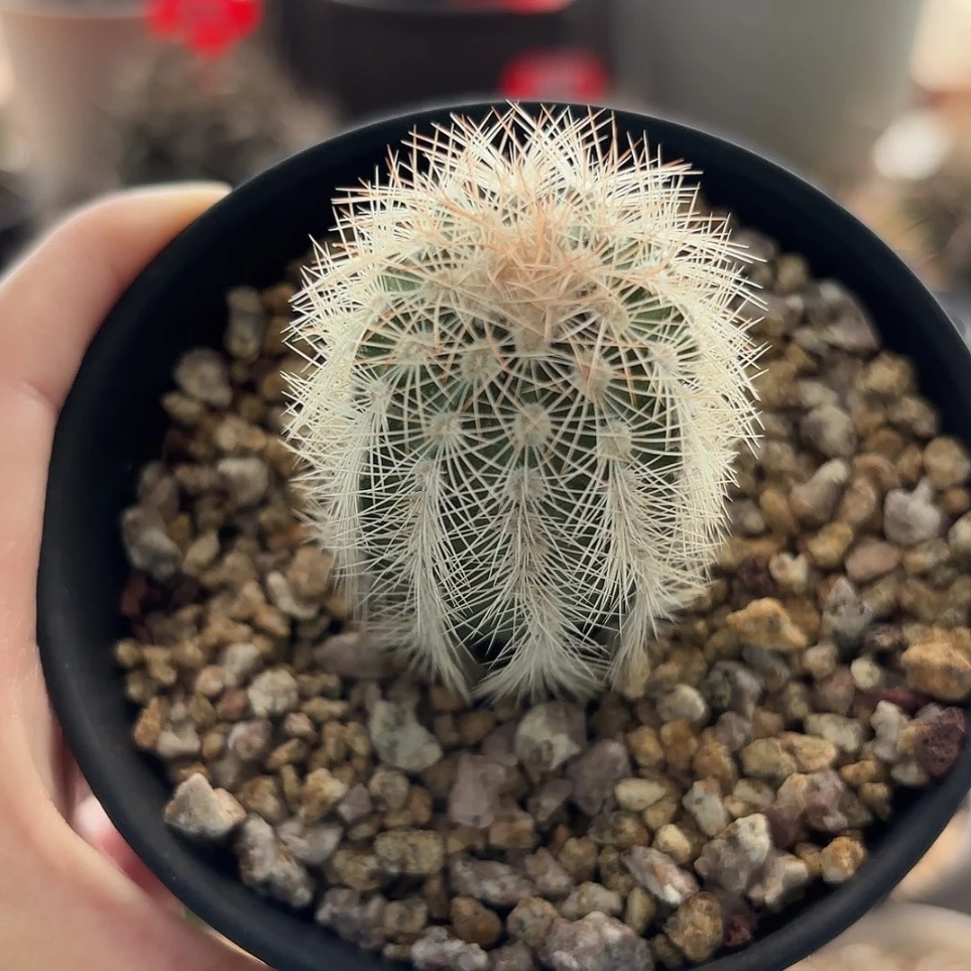 仙人球实生白云虾
