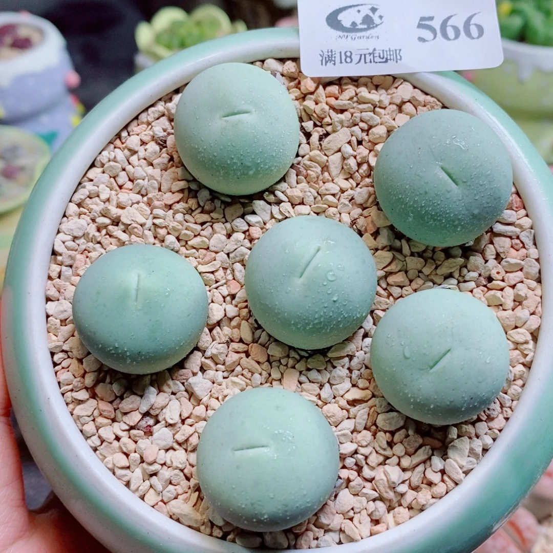 生石花花花的开了566
