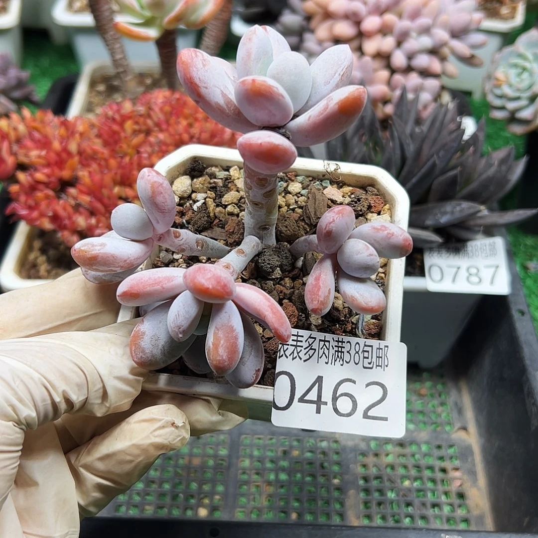无花朵多肉一物一拍植物0462