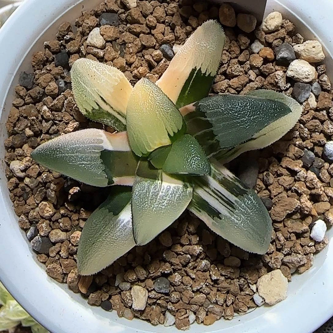 435号 实生克锦 5.5 厘米左右一物一拍带盆发货