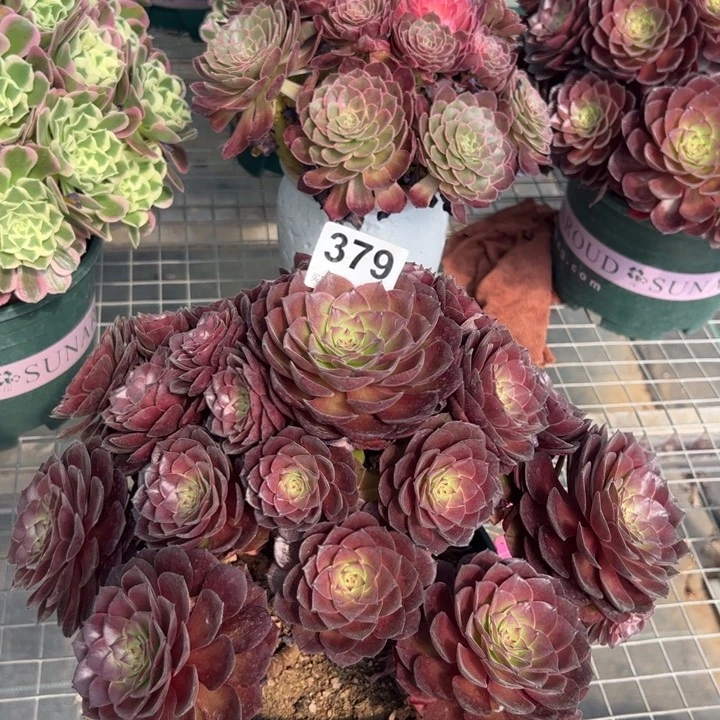 桃花石多肉35厘米379