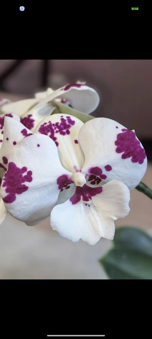 【奶牛】蝴蝶兰  无花剑   2.8寸杯