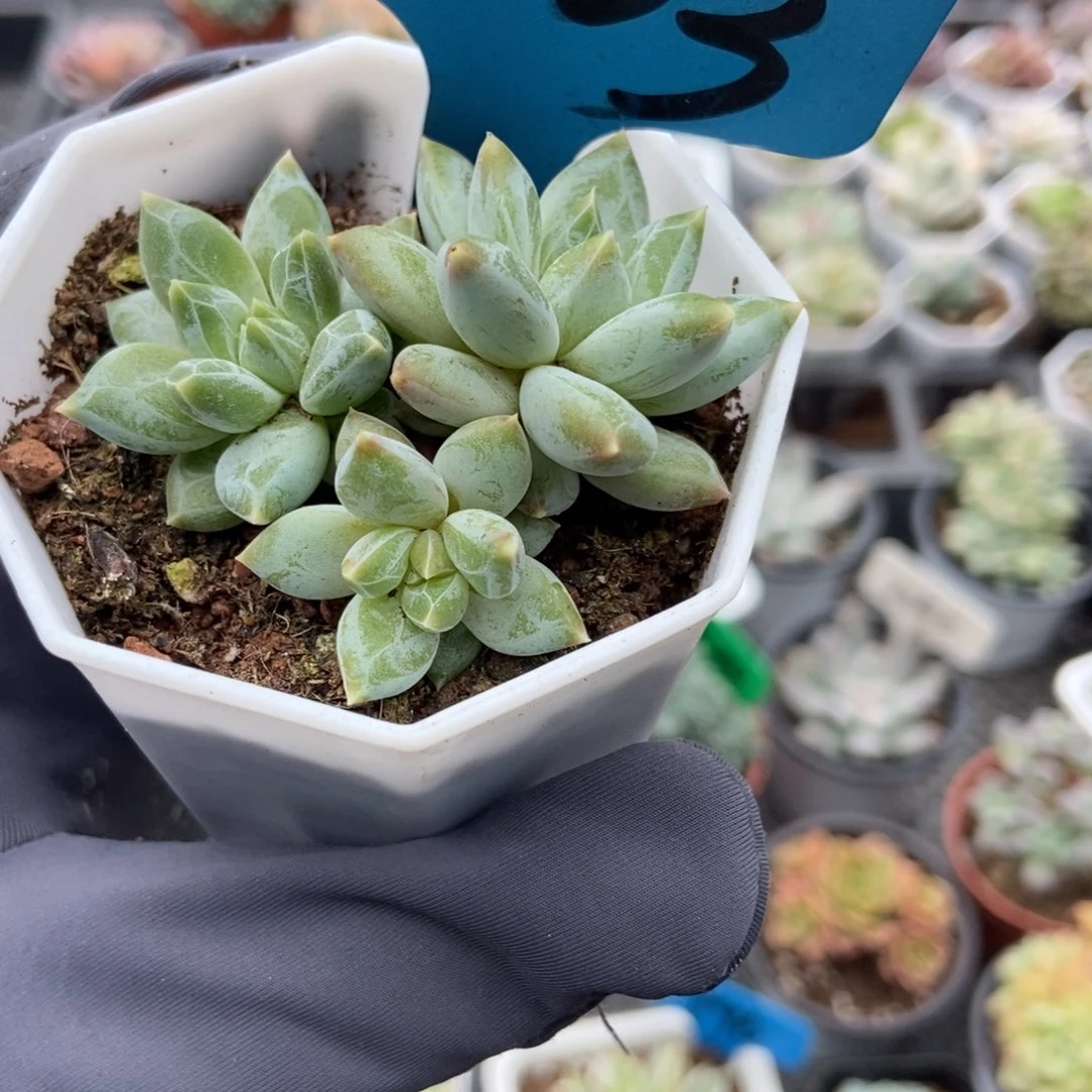 7363伊丽莎白多肉植物