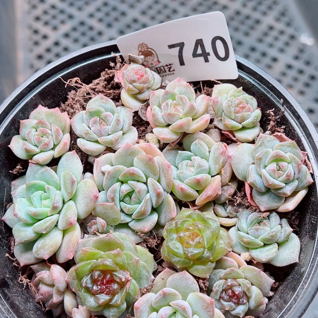 多肉植物多肉植物