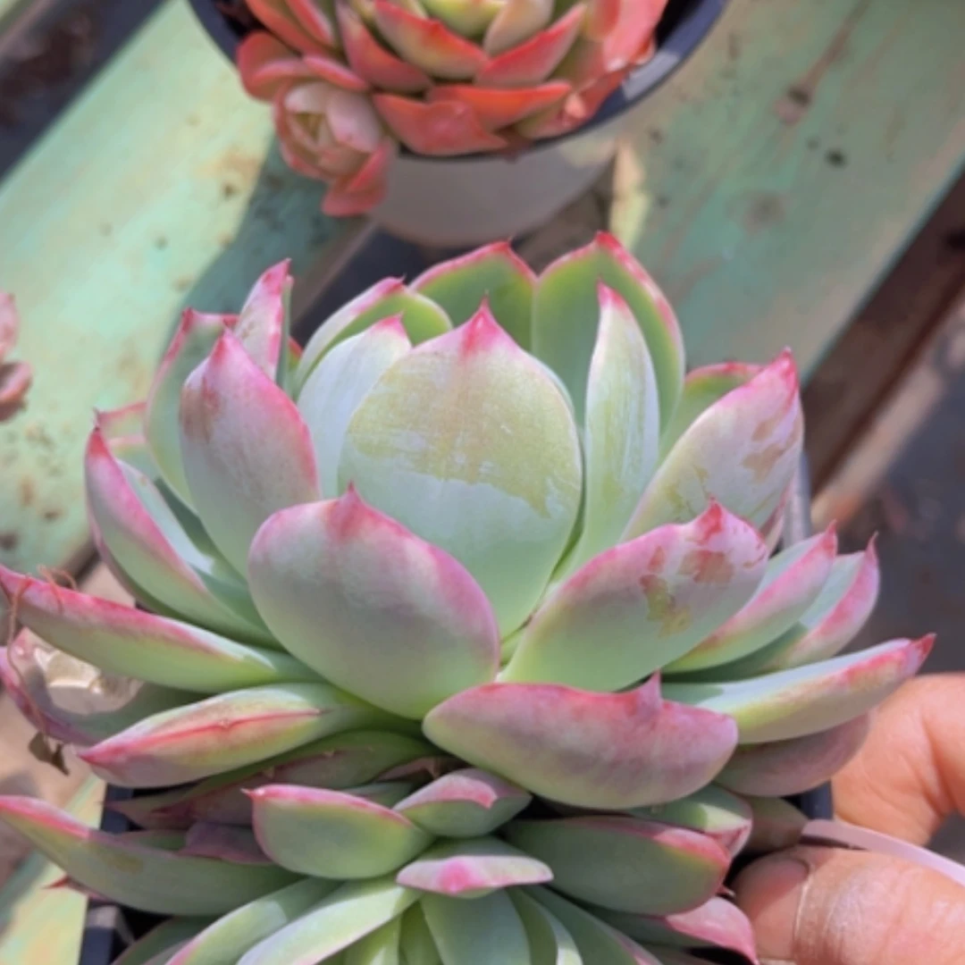 【闪购商品】惊鸿仙子08101