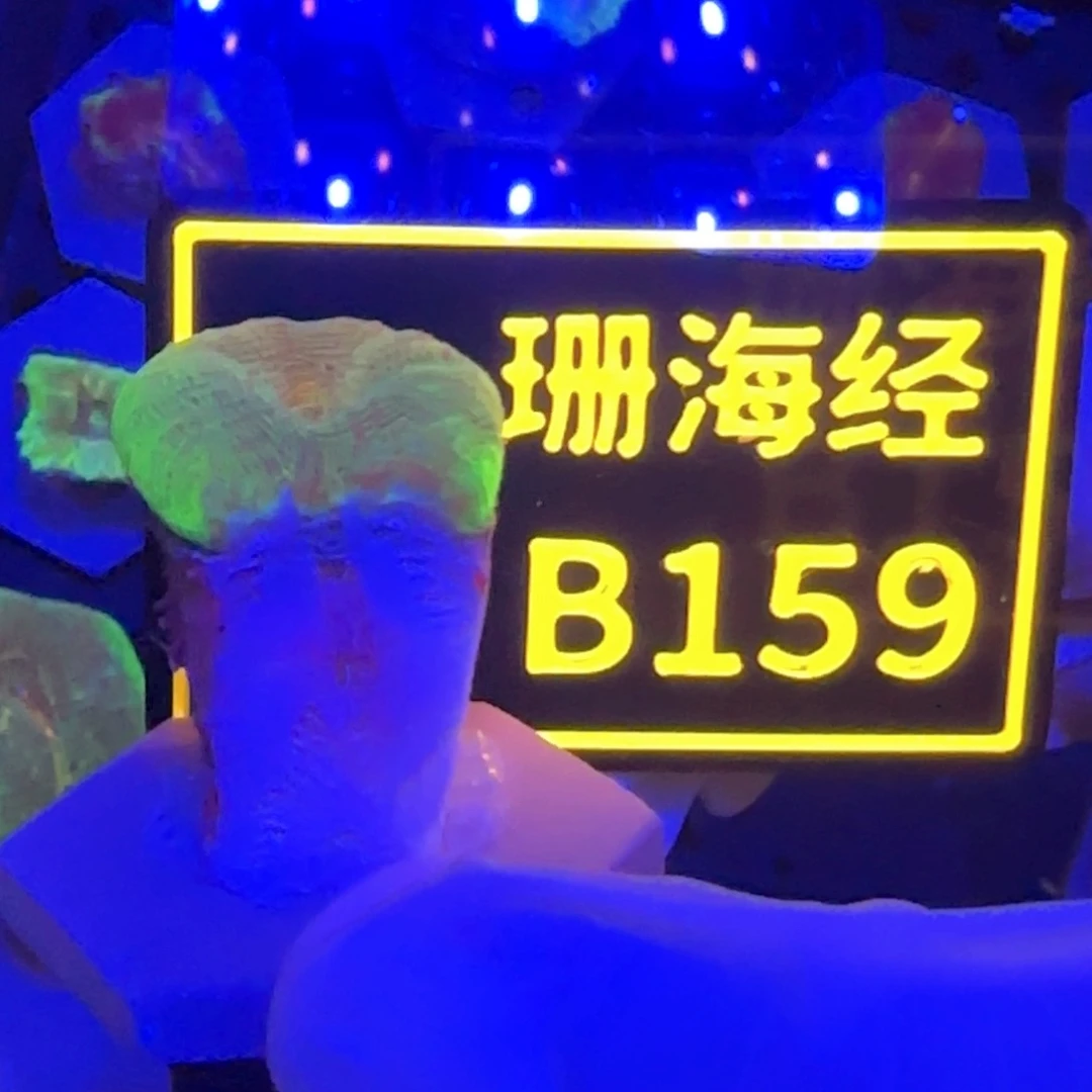 纽扣珊瑚无***?又又不包邮脱藻甜筒脑B159