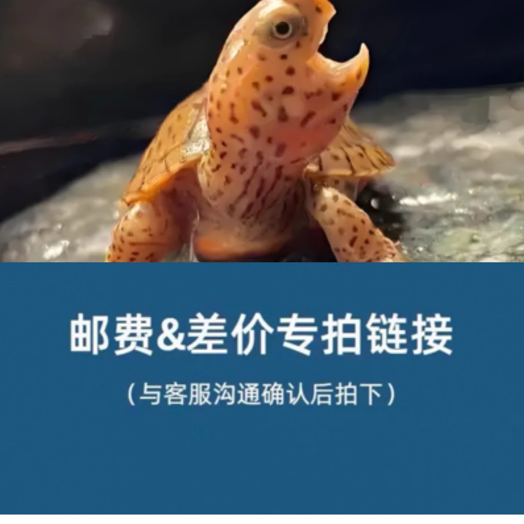 全国空运偏远地区邮费补差直播间选龟/乌龟运输/空运/