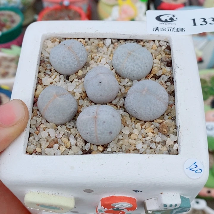 生石花花花花花花花133