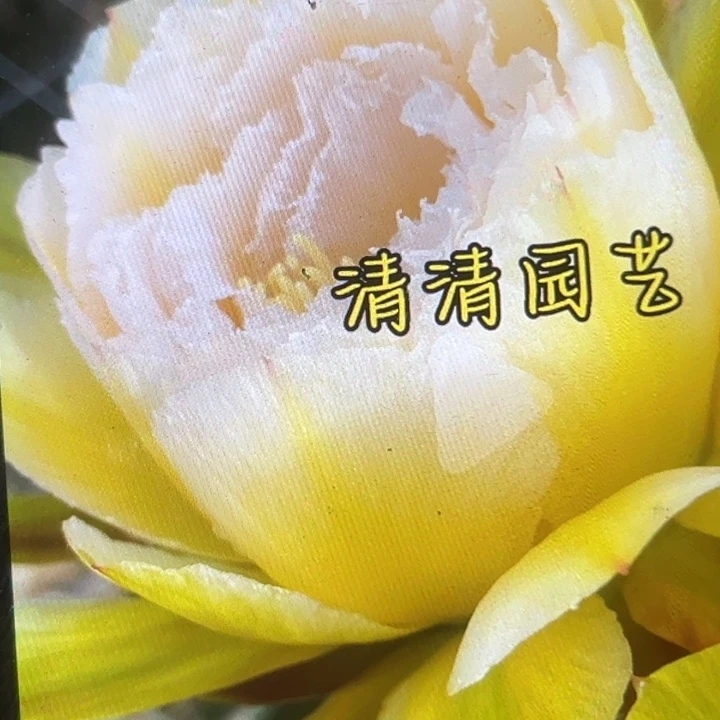 清清冰丝玉侧牙有礼品