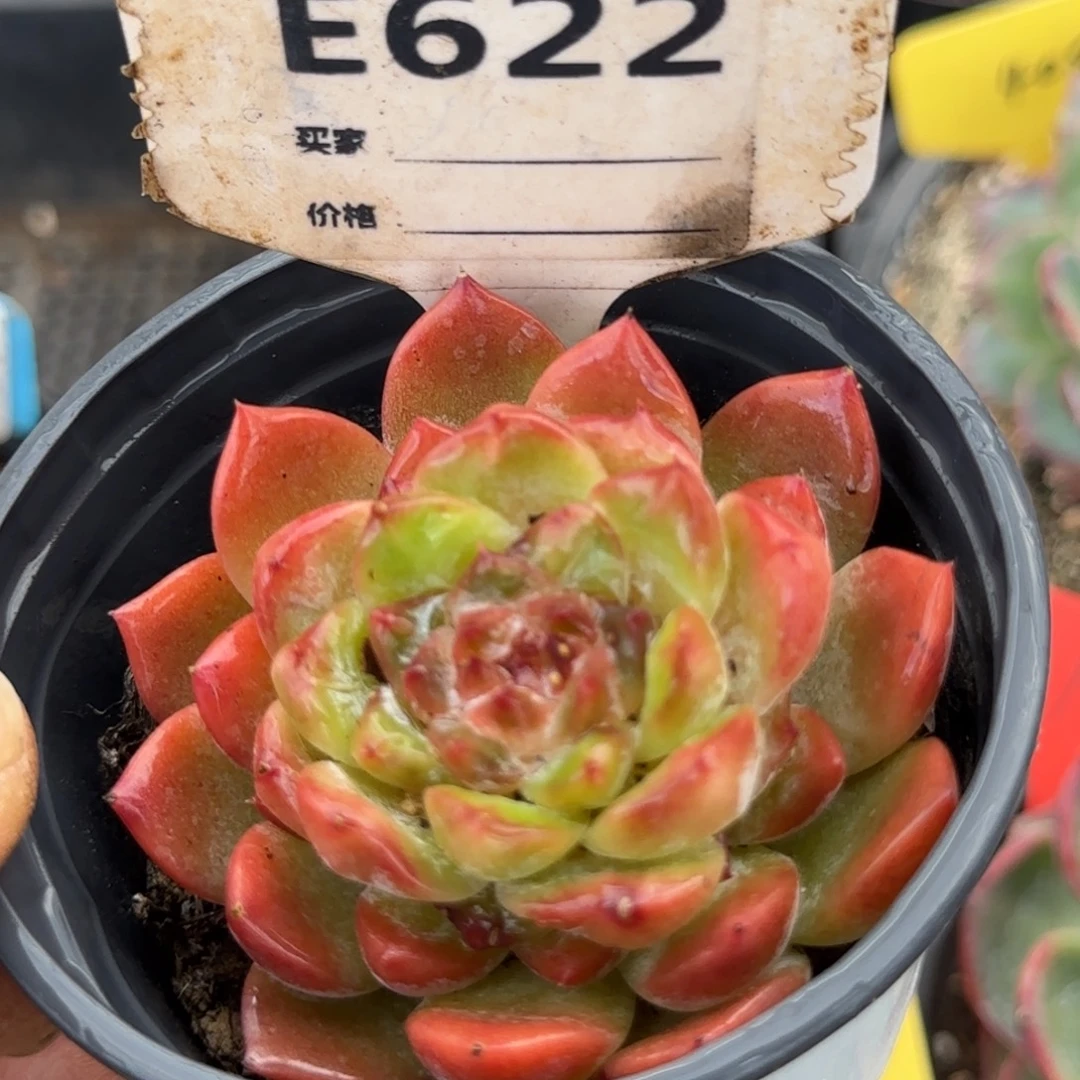 珍妮惊鸿一物一拍包装收缩花旱622