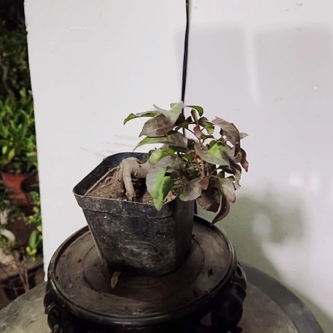 棠梨盆景制作工艺盆景