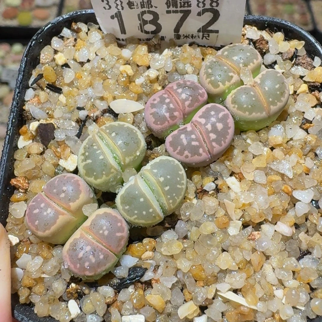 Ssss精品生石花1872