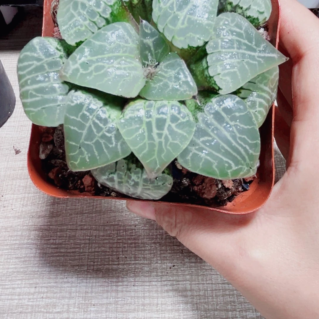 水晶康平101多肉植物6666