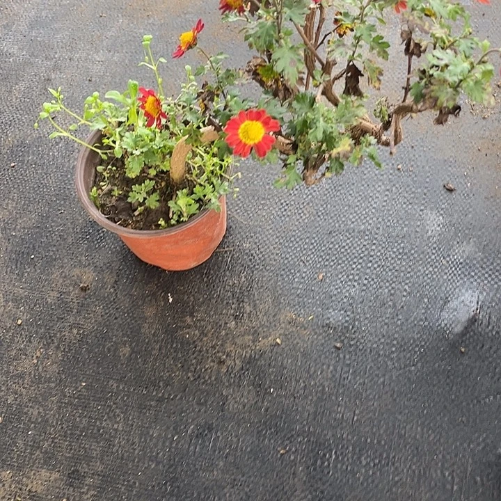 人***味35菊花菊花菊花菊花