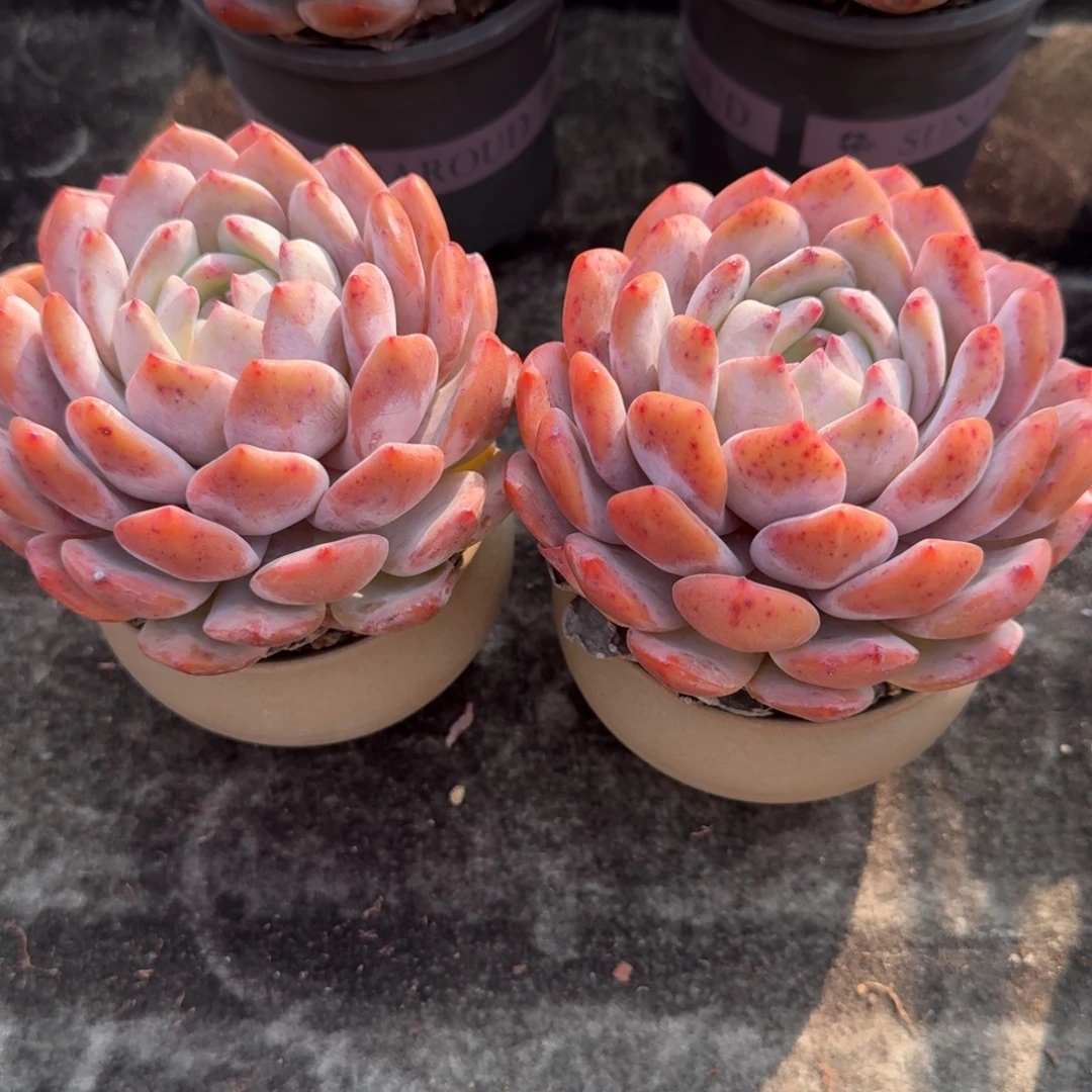 一组两颗，冠幅11-12左右，带盆发货