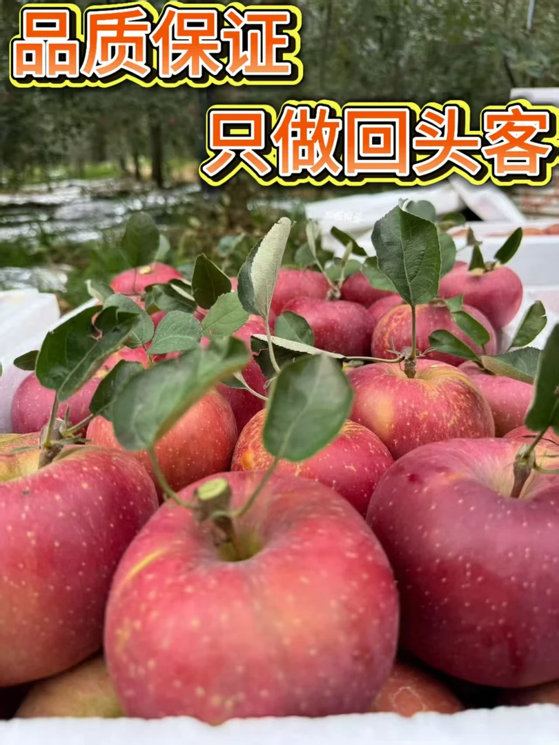 云南昭通冰糖心丑苹果新鲜现摘脆甜多汁水果