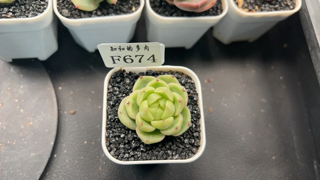 知和的多肉F674专拍链接