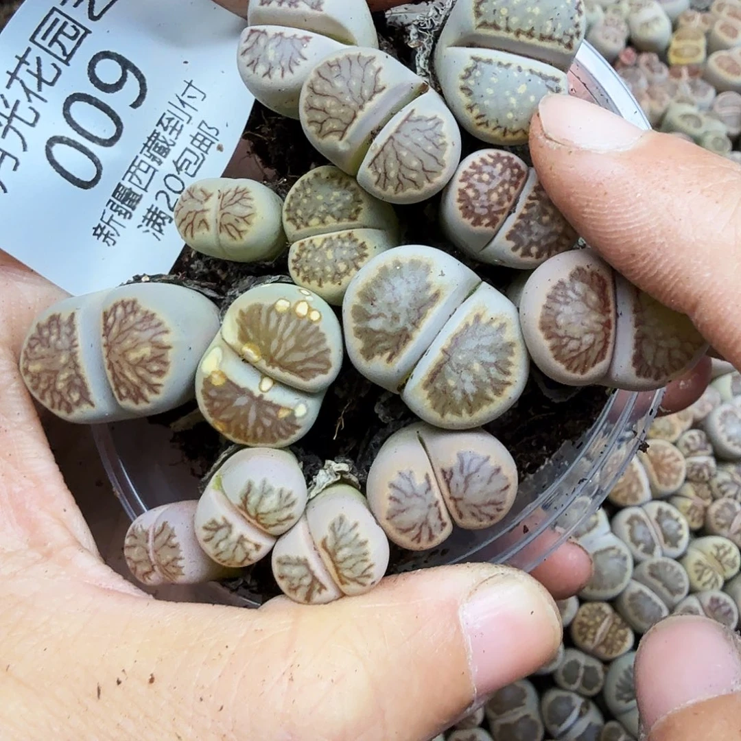 是因为她没有那么想过009哈哈