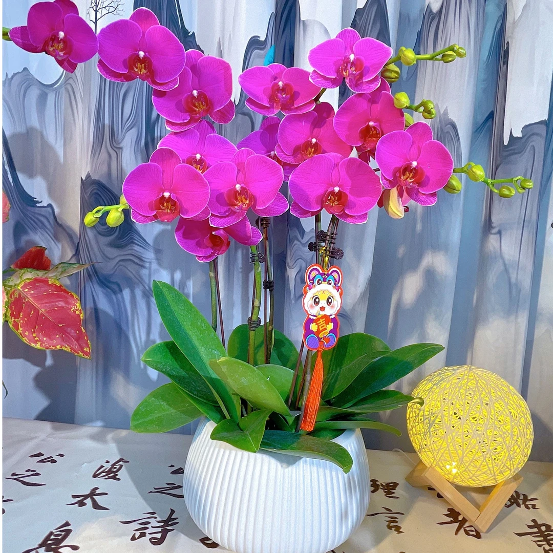A级【恭喜发财】精美蝴蝶兰